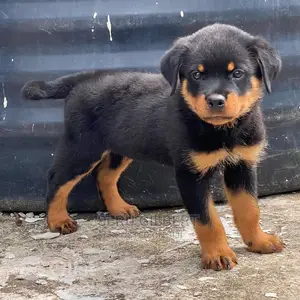 3-6 months Male Purebred Rottweiler