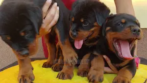 3-6 months Male Purebred Rottweiler