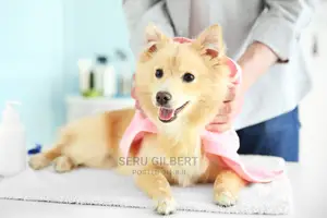 Grooming Dog  