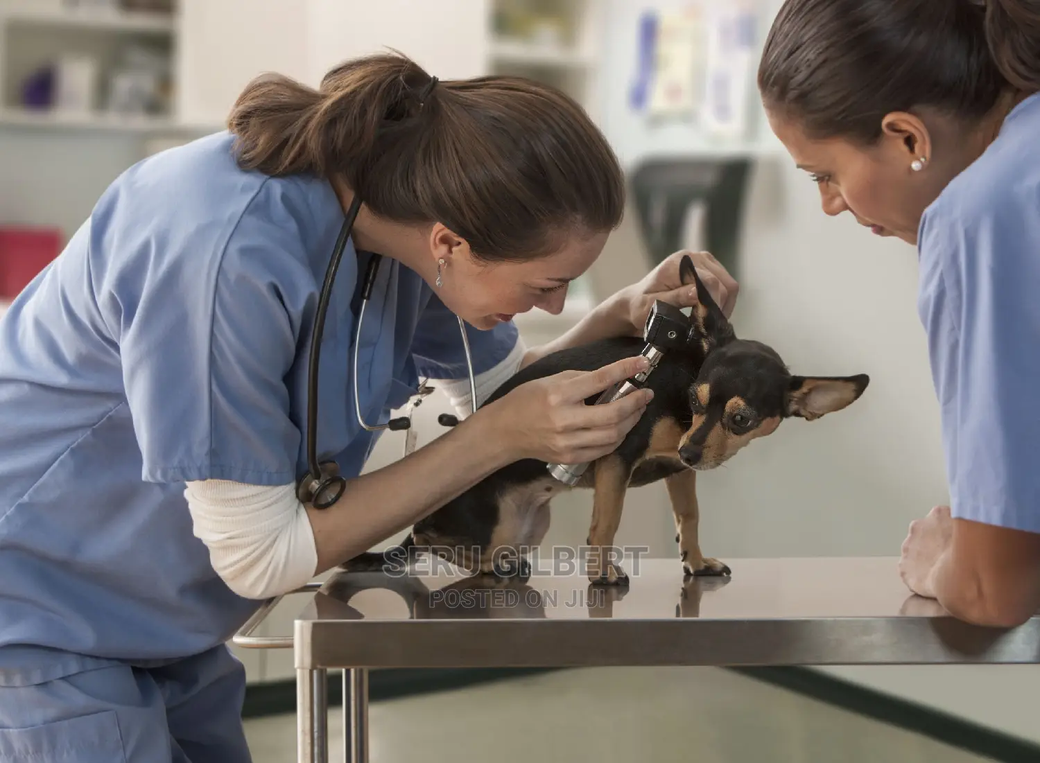 Vet N Service