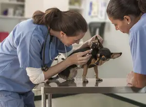 Vet N Service