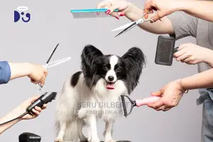 Top Grooming