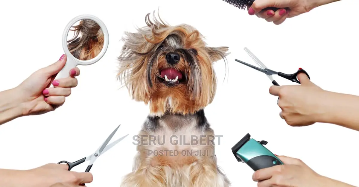 King Dog Grooming