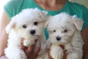 1-3 months Male Purebred Maltese