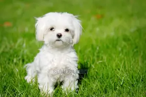 0-1 month Male Purebred Maltese