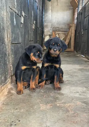 1-3 months Male Purebred Rottweiler