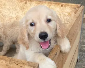1-3 months Male Purebred Golden Retriever