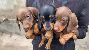 1-3 months Male Purebred Dachshund