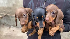 3-6 months Male Purebred Dachshund
