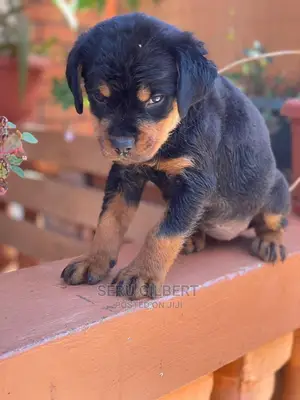 3-6 months Male Purebred Rottweiler