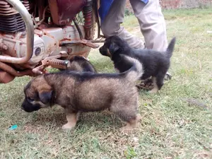 3-6 months Female Purebred German Shepherd
