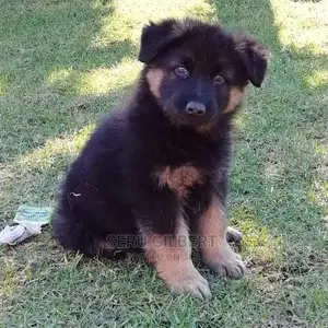 3-6 months Female Purebred German Shepherd