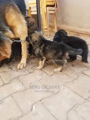 1+ year Female Purebred German Shepherd