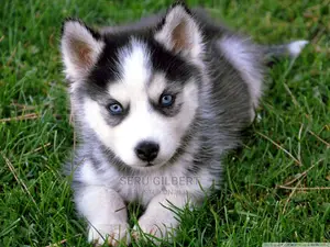 1-3 months Male Purebred Siberian Husky