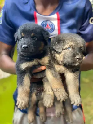 1-3 months Female Purebred German Shepherd