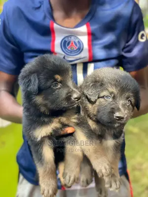 0-1 month Male Purebred German Shepherd
