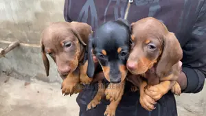1-3 months Male Purebred Dachshund