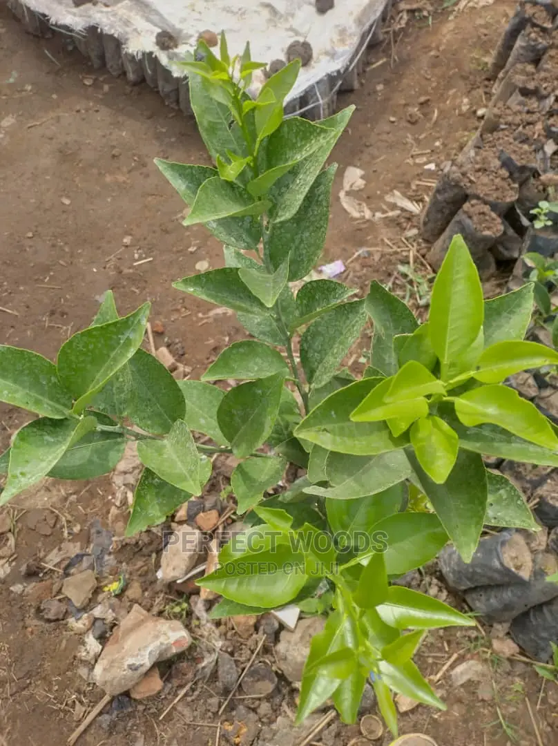 Pixie and Tangarie Orange Seedlings for Sell