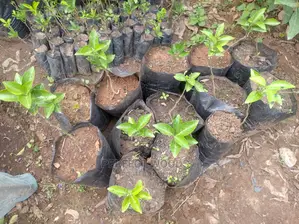 Pixie and Tangarie Orange Seedlings for Sell