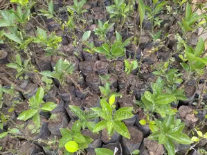 Pixie and Tangarie Orange Seedlings for Sell
