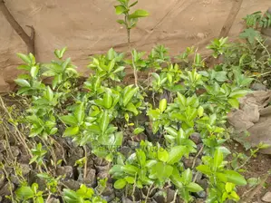 Pixie and Tangarie Orange Seedlings for Sell