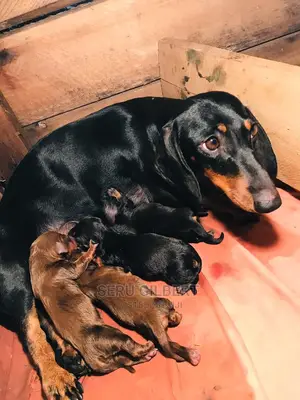 0-1 month Male Purebred Dachshund