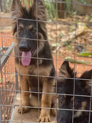 3-6 months Male Purebred German Shepherd