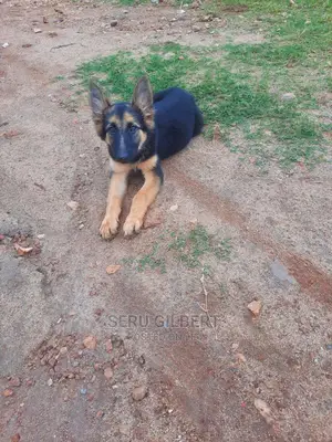 1-3 months Female Purebred German Shepherd