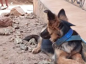 1-3 months Male Purebred German Shepherd