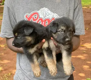 1-3 months Male Purebred German Shepherd