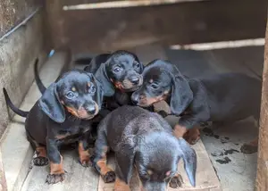 1-3 months Male Purebred Dachshund