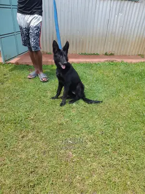 3-6 months Male Purebred German Shepherd