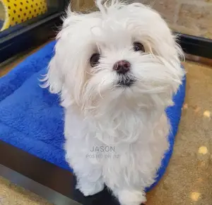 1-3 months Male Purebred Maltese