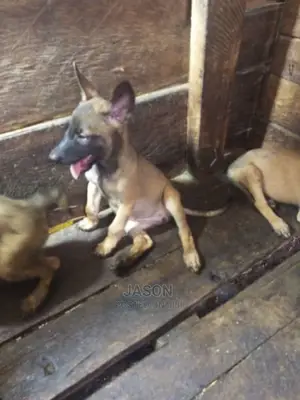 1-3 months Male Purebred Belgian Malinois