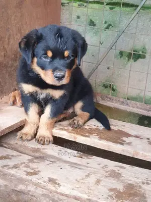 1-3 months Male Purebred Rottweiler
