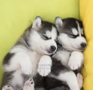 1-3 months Male Purebred Siberian Husky