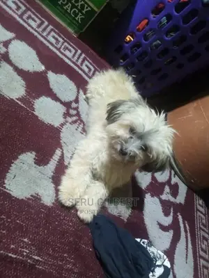 0-1 month Male Purebred Maltese
