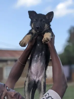 1-3 months Male Purebred German Shepherd