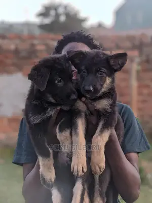3-6 months Male Purebred German Shepherd