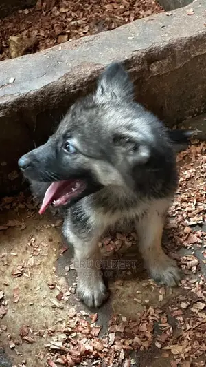 3-6 months Male Purebred German Shepherd
