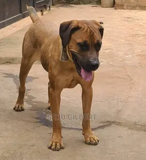 1-3 months Male Purebred Boerboel