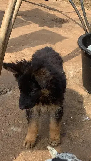 1-3 months Male Purebred German Shepherd