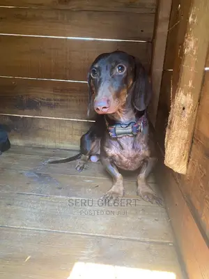 3-6 months Female Purebred Dachshund