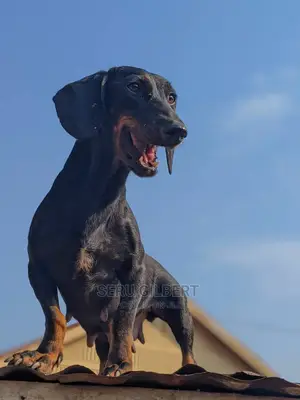 3-6 months Male Purebred Dachshund