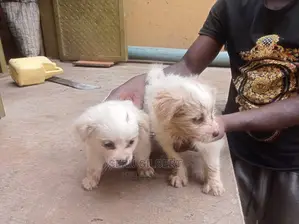 1-3 months Male Purebred Maltese
