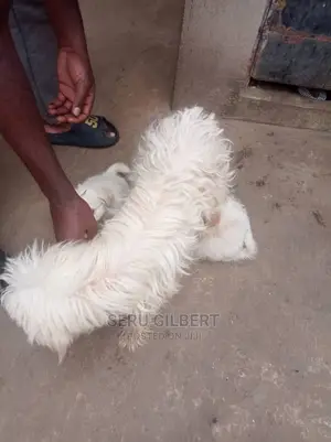 0-1 month Female Purebred Maltese