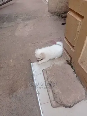 1-3 months Male Purebred Maltese