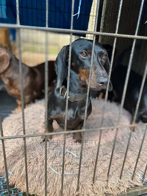 1-3 months Male Purebred Dachshund