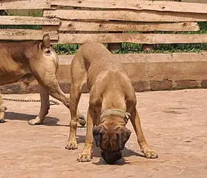 1-3 months Male Purebred Boerboel