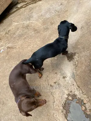 3-6 months Male Purebred Dachshund